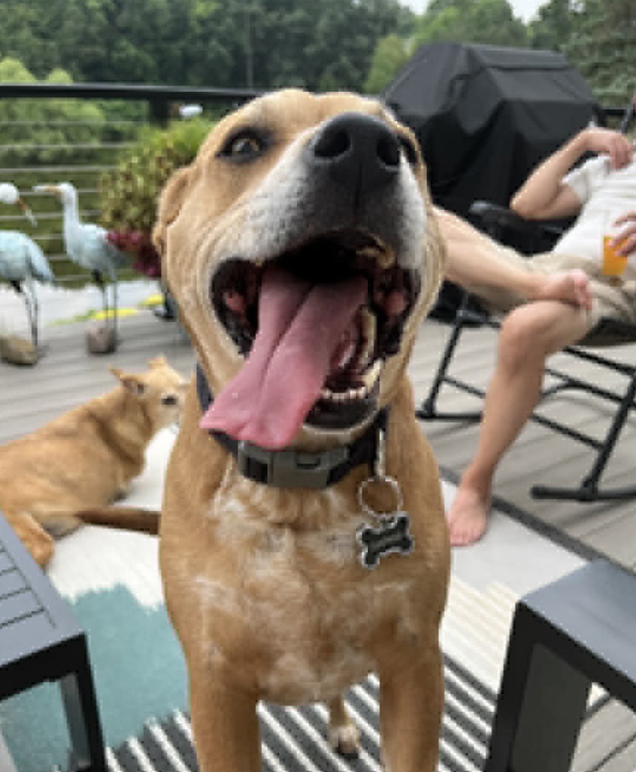 Picture of Daphne the smiling pitbull mix