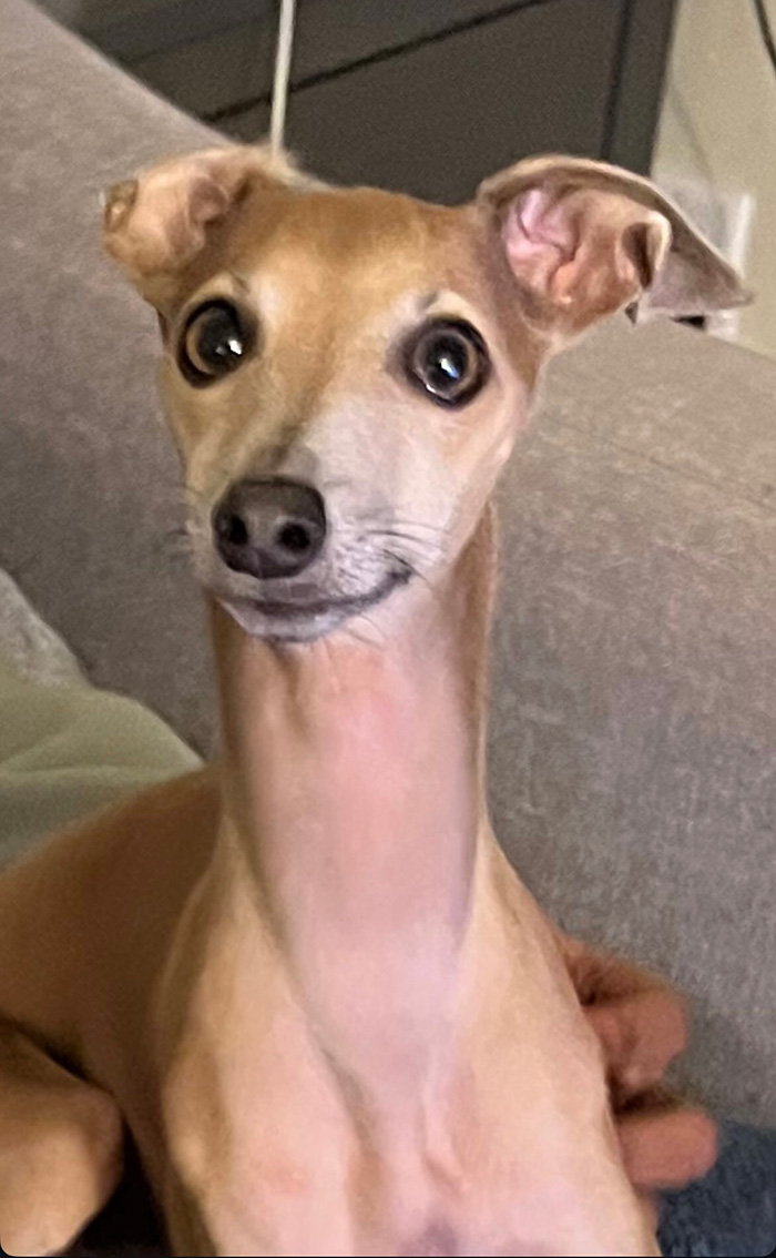 Picture of Cara the Italian Greyhound